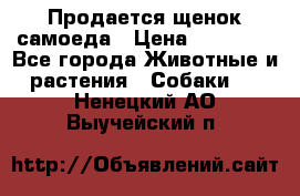 Продается щенок самоеда › Цена ­ 15 000 - Все города Животные и растения » Собаки   . Ненецкий АО,Выучейский п.